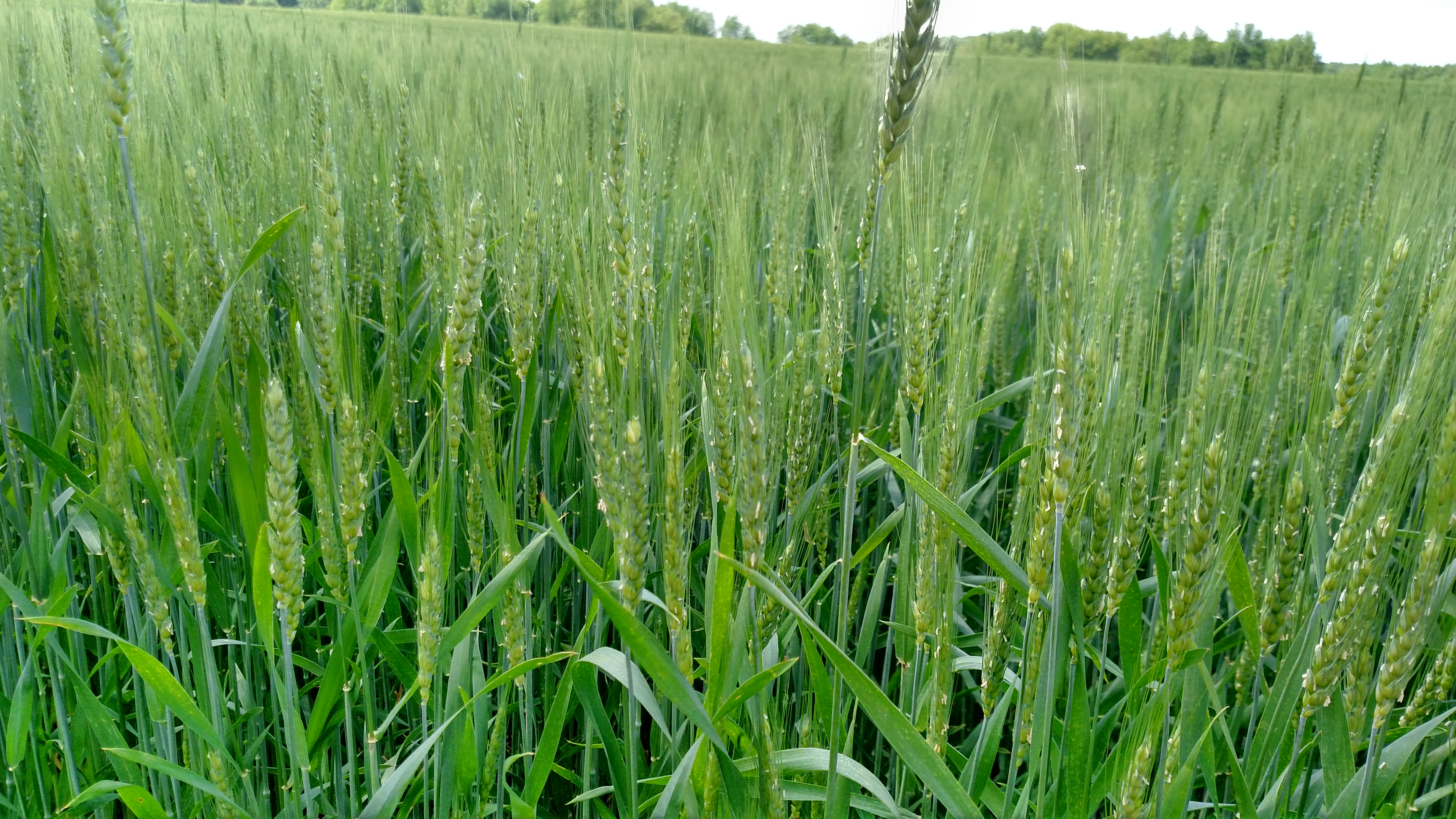 Wheat flowering 6-1-18